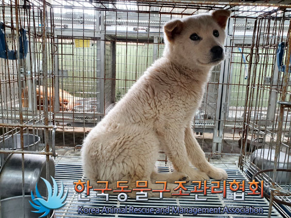 종료(안락사) 믹스…
